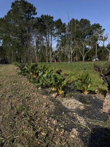 The vegetable garden rows