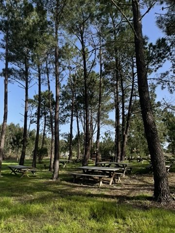 Picnic tables in the pine forest
