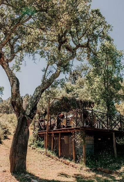 Wooden deck under a cork tree at Aterra